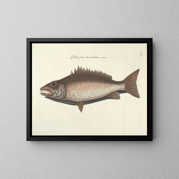 Immagini di pesci, serpenti, insetti e altri animali così come di alcune piante - Mark Catesby — quadro incorniciato alla parete