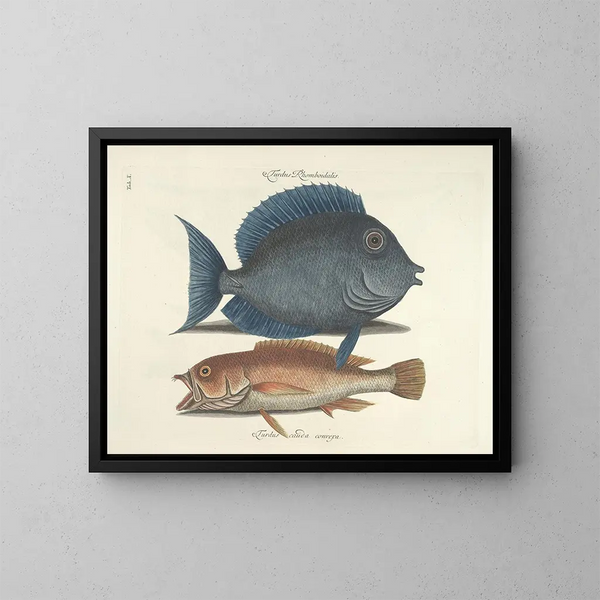 Immagini di pesci, serpenti, insetti e altri animali così come di alcune piante - Mark Catesby — quadro incorniciato alla parete
