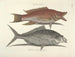 Immagini di pesci, serpenti, insetti e altri animali così come di alcune piante - Mark Catesby — vista dell’opera