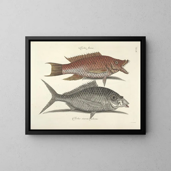 Immagini di pesci, serpenti, insetti e altri animali così come di alcune piante - Mark Catesby — quadro incorniciato alla parete