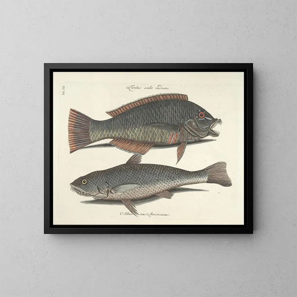 Immagini di pesci, serpenti, insetti e altri animali così come di alcune piante - Mark Catesby — quadro incorniciato alla parete