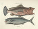Immagini di pesci, serpenti, insetti e altri animali così come di alcune piante Pl014 - Mark Catesby — vista dell’opera