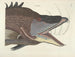 Immagini di pesci, serpenti, insetti e altri animali così come di alcune piante - Mark Catesby — vista dell’opera