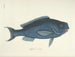 Immagini di pesci, serpenti, insetti e altri animali così come di alcune piante - Mark Catesby — vista dell’opera