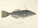 Immagini di pesci, serpenti, insetti e altri animali così come di alcune piante Pl019 - Mark Catesby — vista dell’opera