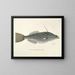 Immagini di pesci, serpenti, insetti e altri animali così come di alcune piante Pl019 - Mark Catesby — quadro incorniciato alla parete