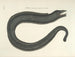 Immagini di pesci, serpenti, insetti e altri animali così come di alcune piante - Mark Catesby — vista dell’opera