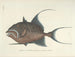 Immagini di pesci, serpenti, insetti e altri animali così come di alcune piante Pl022 - Mark Catesby — vista dell’opera