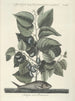 Pesci, serpenti, insetti e alcuni altri animali, così come alcune foto di piante Pl024 - Mark Catesby — vista dell’opera