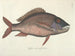 Immagini di pesci, serpenti, insetti e altri animali così come di alcune piante Pl025 - Mark Catesby — vista dell’opera