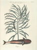 Pesci, serpenti, insetti e alcuni altri animali, così come alcune immagini di piante Pl026 - Mark Catesby — vista dell’opera