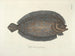Immagini di pesci, serpenti, insetti e altri animali così come di alcune piante - Mark Catesby — vista dell’opera