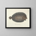Immagini di pesci, serpenti, insetti e altri animali così come di alcune piante - Mark Catesby — quadro incorniciato alla parete