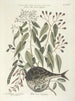 Pesci, serpenti, insetti e alcuni altri animali, così come alcune foto di piante Pl028 - Mark Catesby — vista dell’opera