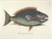 Immagini di pesci, serpenti, insetti e altri animali così come di alcune piante - Mark Catesby — vista dell’opera