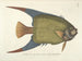 Immagini di pesci, serpenti, insetti e altri animali così come di alcune piante Pl031 - Mark Catesby — vista dell’opera