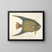 Immagini di pesci, serpenti, insetti e altri animali così come di alcune piante Pl031 - Mark Catesby — quadro incorniciato alla parete