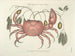 Immagini di pesci, serpenti, insetti e altri animali così come di alcune piante - Mark Catesby — vista dell’opera