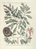 Piscium serpentum insectorum aliorumque nonnullorum animalum nec non plantarum quarundam imagines Pl033 - Mark Catesby — vista dell’opera