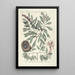Piscium serpentum insectorum aliorumque nonnullorum animalum nec non plantarum quarundam imagines Pl033 - Mark Catesby — quadro incorniciato alla parete