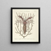 Pesci, serpenti, insetti e alcuni altri animali, così come alcune foto di piante Pl034 - Mark Catesby — quadro incorniciato alla parete