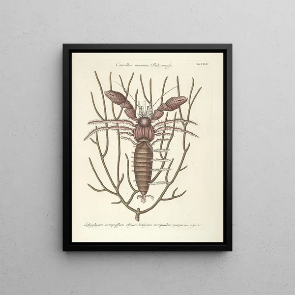 Mark Catesby - Piscium serpentum insectorum aliorumque nonnullorum animalum nec non plantarum quarundam imagines Pl034.webp