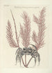 Piscium serpentum insectorum aliorumque nonnullorum animalum nec non plantarum quarundam imagines Pl035 - Mark Catesby — vista dell’opera