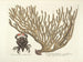 Immagini di pesci, serpenti, insetti e altri animali così come di alcune piante Pl037 - Mark Catesby — vista dell’opera