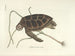 Immagini di pesci, serpenti, insetti e altri animali così come di alcune piante - Mark Catesby — vista dell’opera