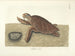 Immagini di pesci, serpenti, insetti e altri animali così come di alcune piante - Mark Catesby — vista dell’opera