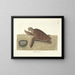 Immagini di pesci, serpenti, insetti e altri animali così come di alcune piante - Mark Catesby — quadro incorniciato alla parete