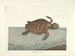 Immagini di pesci, serpenti, insetti e altri animali così come di alcune piante - Mark Catesby — vista dell’opera