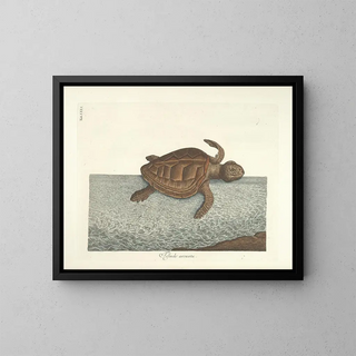 Mark Catesby - Piscium serpentum insectorum aliorumque nonnullorum animalum nec non plantarum quarundam imagines Pl040.webp