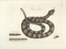 Immagini di pesci, serpenti, insetti e altri animali così come di alcune piante Pl041 - Mark Catesby — vista dell’opera