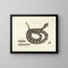 Immagini di pesci, serpenti, insetti e altri animali così come di alcune piante Pl041 - Mark Catesby — quadro incorniciato alla parete