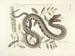 Immagini di pesci, serpenti, insetti e altri animali così come di alcune piante Pl043 - Mark Catesby — vista dell’opera
