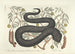 Immagini di pesci, serpenti, insetti e altri animali così come di alcune piante Pl044 - Mark Catesby — vista dell’opera