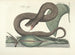 Immagini di pesci, serpenti, insetti e altri animali così come di alcune piante Pl045 - Mark Catesby — vista dell’opera