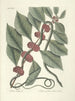 Pesci, serpenti, insetti e alcuni altri animali, così come alcune foto di piante Pl047 - Mark Catesby — vista dell’opera