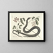 Immagini di pesci, serpenti, insetti e altri animali così come di alcune piante Pl048 - Mark Catesby — quadro incorniciato alla parete