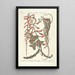 Piscium serpentum insectorum aliorumque nonnullorum animalum nec non plantarum quarundam imagines Pl049 - Mark Catesby — quadro incorniciato alla parete
