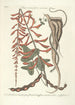 Piscium serpentum insectorum aliorumque nonnullorum animalum nec non plantarum quarundam imagines Pl049 - Mark Catesby — vista dell’opera