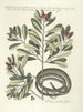 Pesci, serpenti, insetti e alcuni altri animali, così come alcune foto di piante Pl050 - Mark Catesby — vista dell’opera