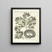 Pesci, serpenti, insetti e alcuni altri animali, così come alcune foto di piante Pl050 - Mark Catesby — quadro incorniciato alla parete