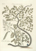 Piscium serpentum insectorum aliorumque nonnullorum animalum nec non plantarum quarundam imagines Pl051 - Mark Catesby — vista dell’opera