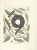 Pesci, serpenti, insetti e alcuni altri animali, così come alcune foto di piante Pl052 - Mark Catesby — vista dell’opera