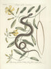 Pesci, serpenti, insetti e alcuni altri animali, così come alcune foto di piante Pl053 - Mark Catesby — vista dell’opera