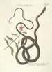 Piscium serpentum insectorum aliorumque nonnullorum animalum nec non plantarum quarundam imagines Pl054 - Mark Catesby — vista dell’opera
