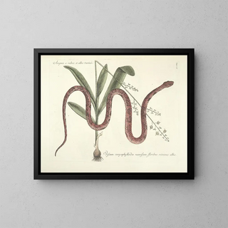 Mark Catesby - Piscium serpentum insectorum aliorumque nonnullorum animalum nec non plantarum quarundam imagines Pl055.webp