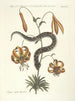 Pesci, serpenti, insetti e alcuni altri animali, così come alcune immagini di piante Pl056 - Mark Catesby — vista dell’opera